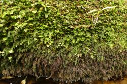 Hymenophyllum australe. Plants growing on rock just above a stream.  
 Image: L.R. Perrie © Leon Perrie 2012 CC BY-NC 3.0 NZ